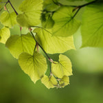 Hybrid Poplar Tree