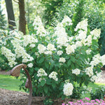 Fire Light Hydrangea's blooms emerge white and age to a vivid red. <br>Photo Courtesy of Proven Winners - www.provenwinners.com
