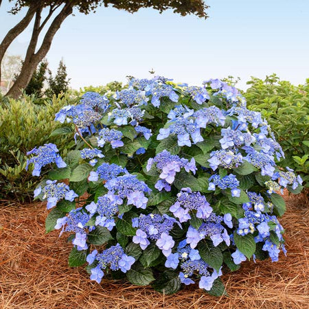Endless Summer® Pop Star® Reblooming Hydrangea