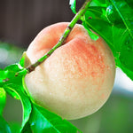 Indian Free White Peach Tree