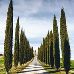 Perfect for a formal allée.