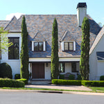 Italian Cypress Tree