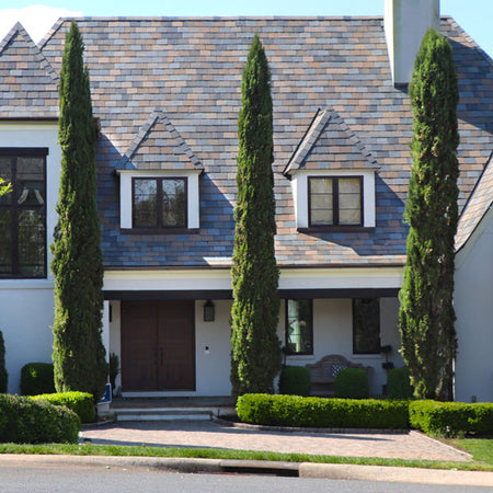 Italian Cypress Tree