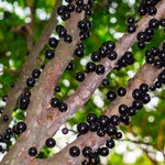 Jaboticaba Tree