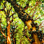 Jaboticaba Tree