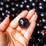 Jaboticaba Tree