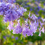 Jacaranda Tree