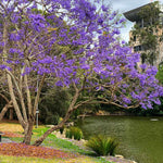 Jacaranda Tree