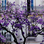 Jacaranda Tree