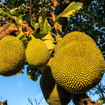 Jackfruit Tree