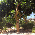 Jackfruit Tree