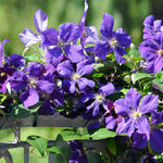 Jackmandii Clematis Flower