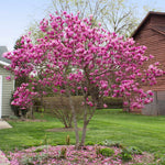 Jane Magnolia Tree