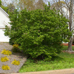 After its spring flush of blooms Jane is lush and green.