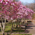 Jane Magnolia Tree