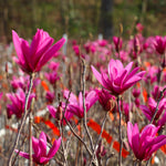 Jane Magnolia Tree