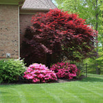 Emperor Japanese Maple gets as tall as 15 feet.