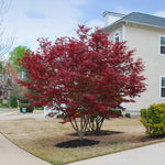 Emperor Japanese Maple has dark red spring color.