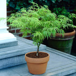 These trees stay small so they are perfect in pots.