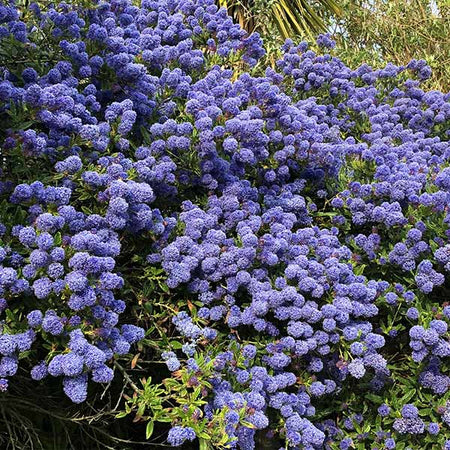 Creeping Mountain Lilac