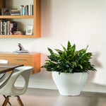 Juno Curved Planter