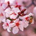 Flowers in spring are a soft pink color.