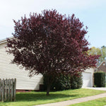 'Krauter Vesuvius' flowering plum trees have deep purple leaves.
