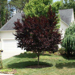 Coloring is at it's richest purple when tree is planted in full sun.