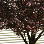 Coloring is at it's richest purple when tree is planted in full sun.