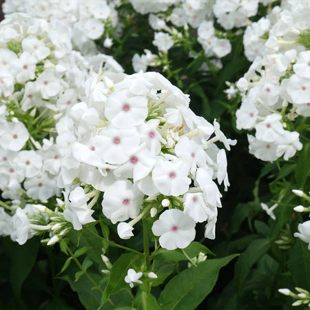 Super Ka-Pow™ White Phlox