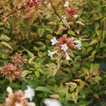 Kaleidoscope Abelia Shrub