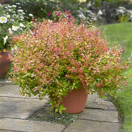 Kaleidoscope Abelia Shrub