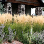 Karl Foerster Grass is narrow growing creating a natural prairie look. 