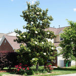 Kay Parris Magnolia