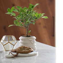 Key Lime Gift Tree