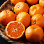 Kishu Mandarin Tree