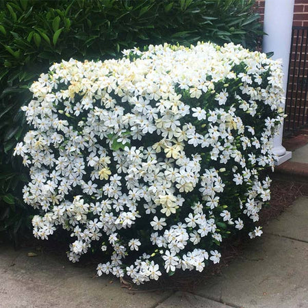 Kleim's Hardy Gardenia Shrub
