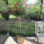 Photos Are of Mature Trees