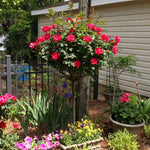 Photos Are of Mature Trees