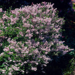 Images are of mature plants.
