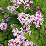 Dwarf Korean Lilac Shrub