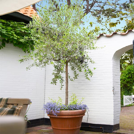 Koroneiki Greek Olive Tree
