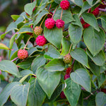 Once a tree is 5-7 years old it will produce fruit and flowers.