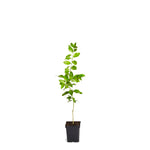 Meyer Lemon Tree
