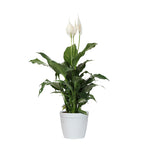 Peace Lily