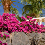 La Jolla Bougainvillea