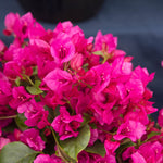 La Jolla Bougainvillea