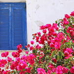 La Jolla Bougainvillea