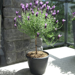 Lavender Standard Topiary Tree