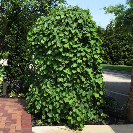 Lavender Twist® Weeping Redbud Tree